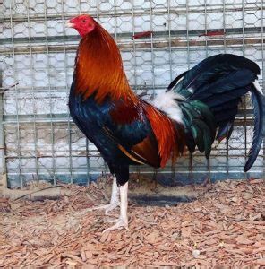 bell roundhead gamefowl farms.